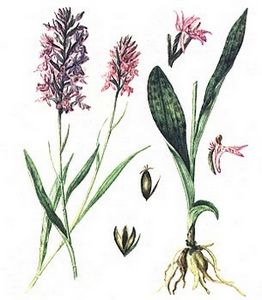 ORCHIS MACULATA L