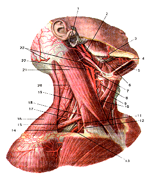Артерии шеи