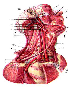 Общая сонная и подключичная артерии