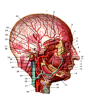 Глубокие артерии головы
