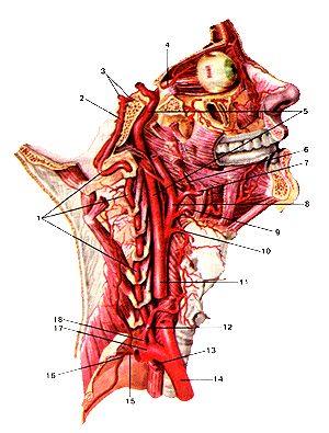 Глубокие артерии шеи и головы