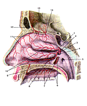 Артерии латеральной стенки полости носа