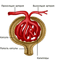 СТРОЕНИЕ КЛУБОЧКА