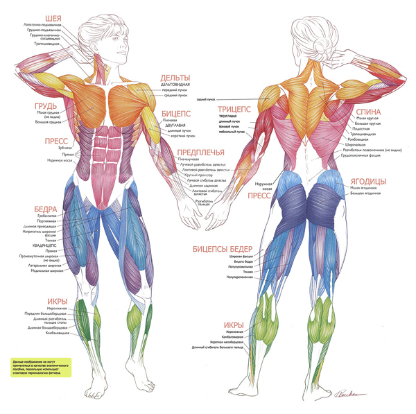 Анатомический атлас: анатомический атлас мышц человека
