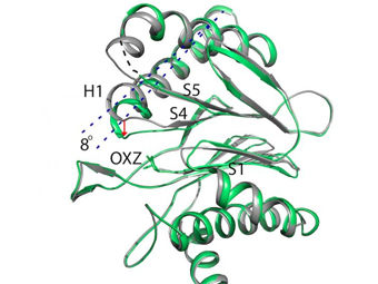 Конфигурация активного центра протеасомы до (серый цвет) и после (зеленый цвет) взаимодействия с новым лекарством. Иллюстрация авторов исследования