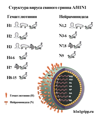 Вирус свиного гриппа h1n1: строение, антигенные типы вирусов типа А
