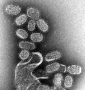 Выход вирусов свиного гриппа из эпителиальной клетки