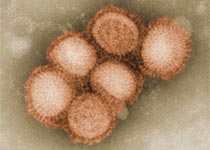 Свиной грипп: миф, ставший реальностью