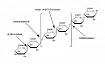 E2164-100UN эндо-1,4-β-D-глюканаза из Acidothermus cellulolyticus, рекомбинантная, экспрессированная в кукурузе, ≥2,0 единиц/мг белка, 100 шт