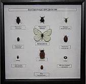 Коллекция - насекомые-вредители