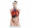 Анатомические муляжи и фантомы:uz:Anatomiya modellari va fantomlar