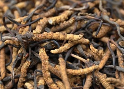Кордицепс Сordyceps sinensis природный тоник для всех 