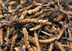 Кордицепс Сordyceps sinensis природный тоник для всех :uz:Cordyceps Cordyceps sinensis hamma uchun tabiiy tonik