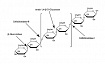 E2164-100UN эндо-1,4-β-D-глюканаза из Acidothermus cellulolyticus, рекомбинантная, экспрессированная в кукурузе, ≥2,0 единиц/мг белка, 100 шт