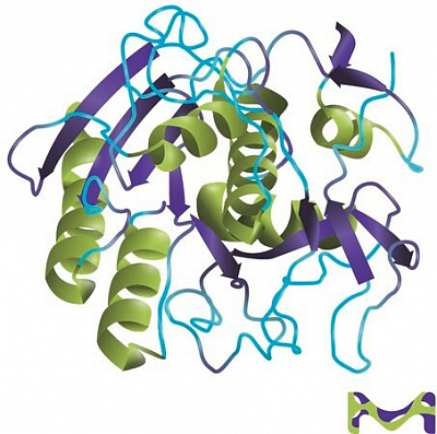 Протеиназа К из альбома Tritirachium, 5 мл/Proteinase K from Tritirachium album, 5ML,:uz:Протеиназа К из альбома Tritirachium, 5 мл/Proteinase K from Tritirachium album, 5ML,